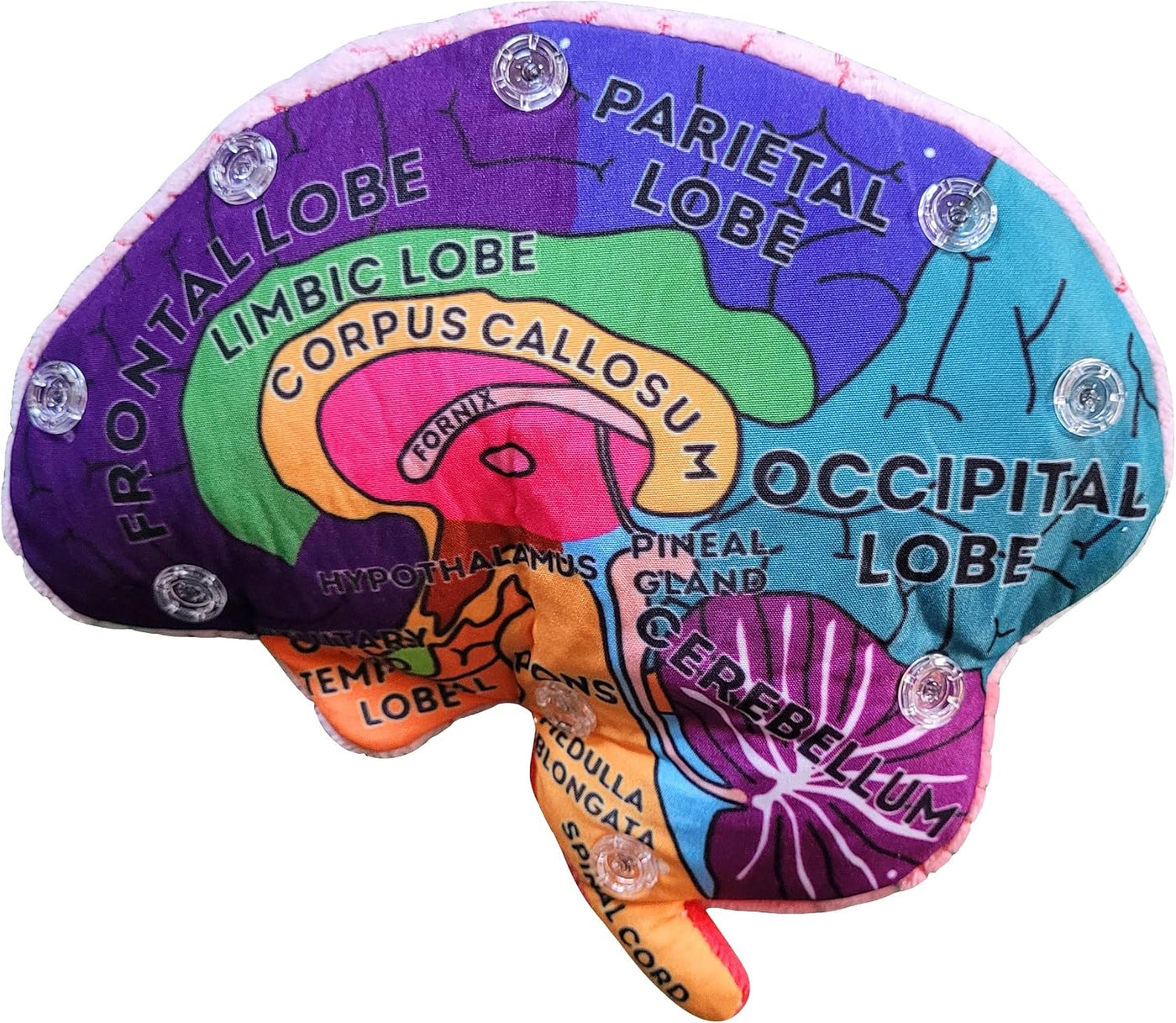 GIANTmicrobes Brain Model Anatomy Plush con detalles bordados | Her...