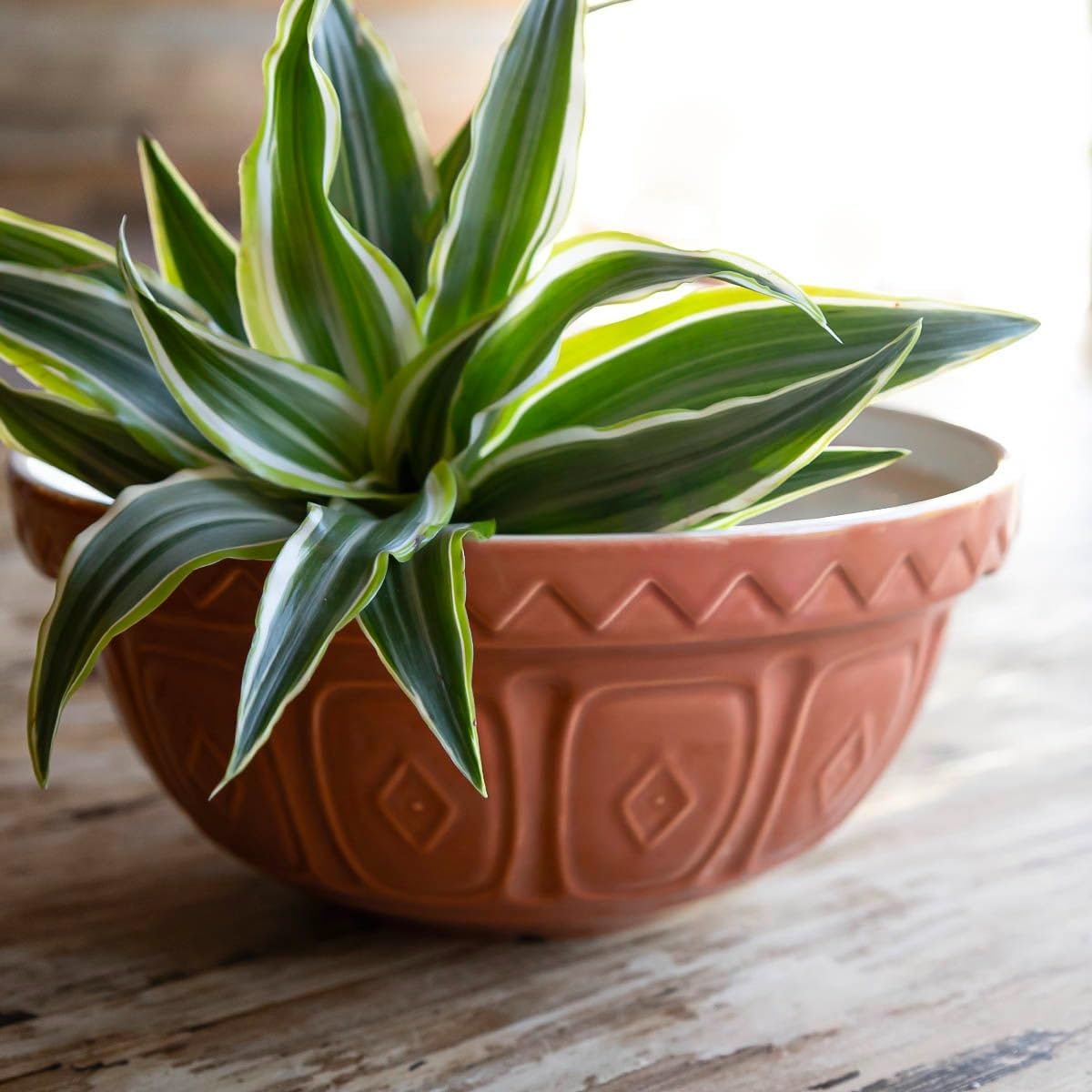 Mason Cash The Greenhouse S24 (2 Qt) - Cuenco para mezclar | Terracota
