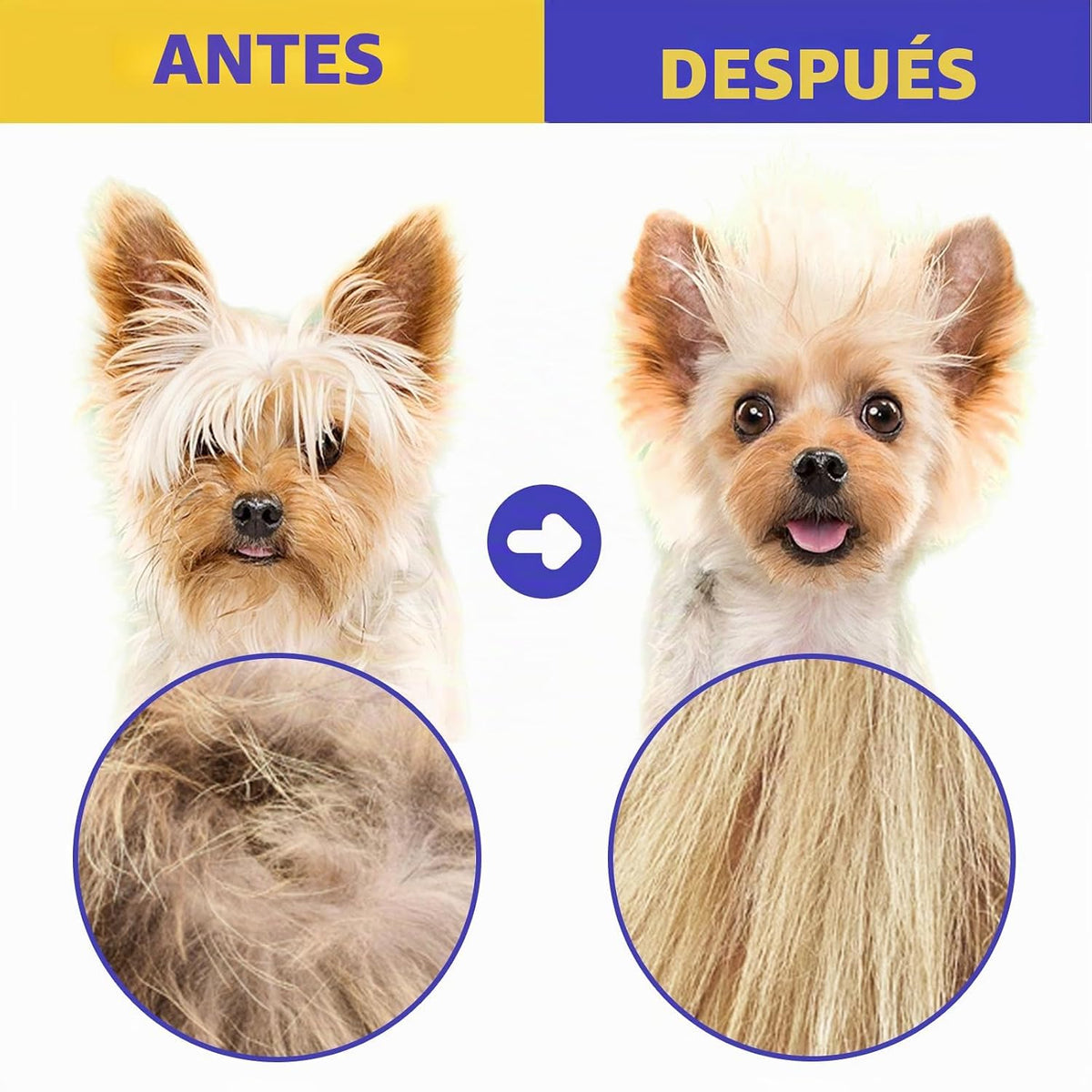 Peine para pulgas para gatos y perros, paquete de 6 peines para pio...