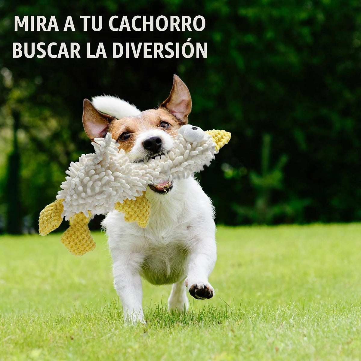 Nocciola - Juguetes de peluche chirriantes para perros, lindos jugu...