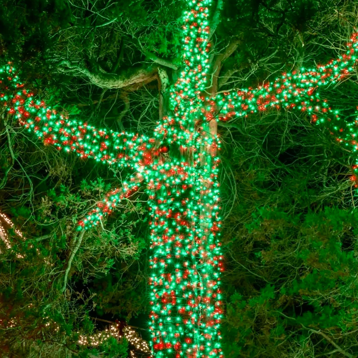 La secuencia de la Navidad del verde rojo extensible de los 75.8FT...