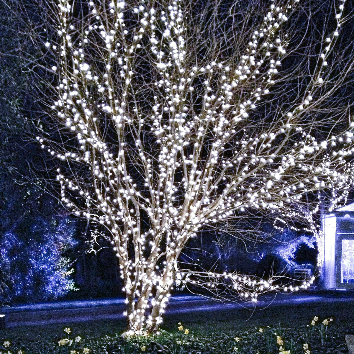 TW SHINE - Tira de luces de Navidad, 1000 luces LED de 328 pies de...